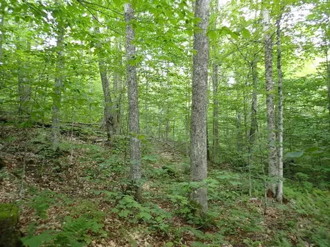 0 Bog Road Belvidere VT 05442