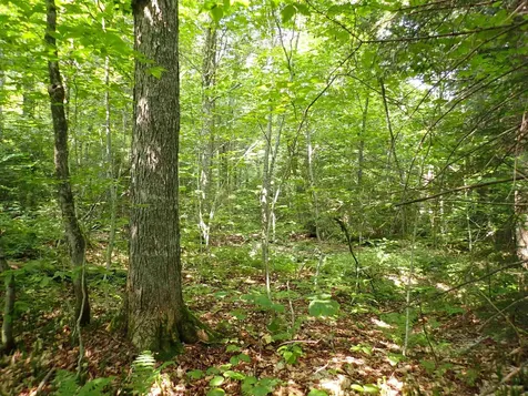 0 Bog Road Belvidere VT 05442