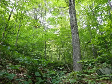 0 Bog Road Belvidere VT 05442