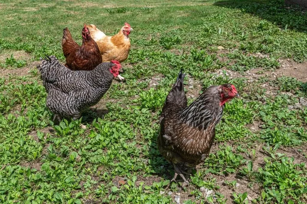 528 Vt Route 121 Windham VT 05148