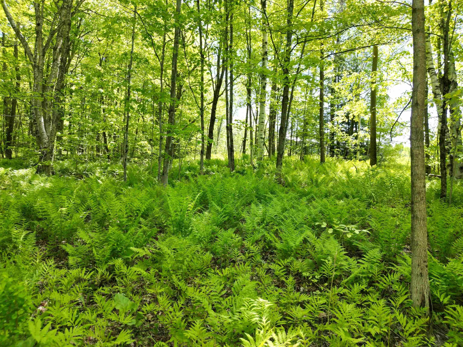 0 Danville Hill Road Cabot VT 05647