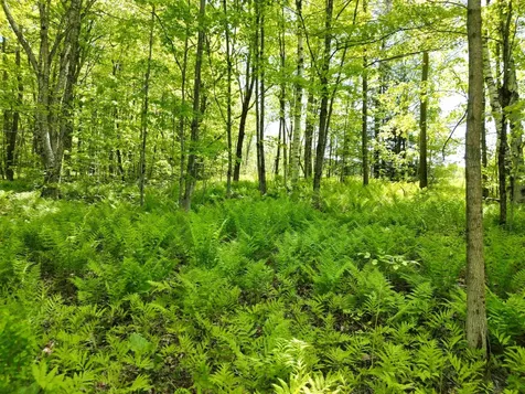 0 Danville Hill Road Cabot VT 05647