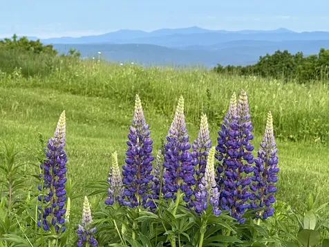 5 Saddle Run Road Hanover NH 03755