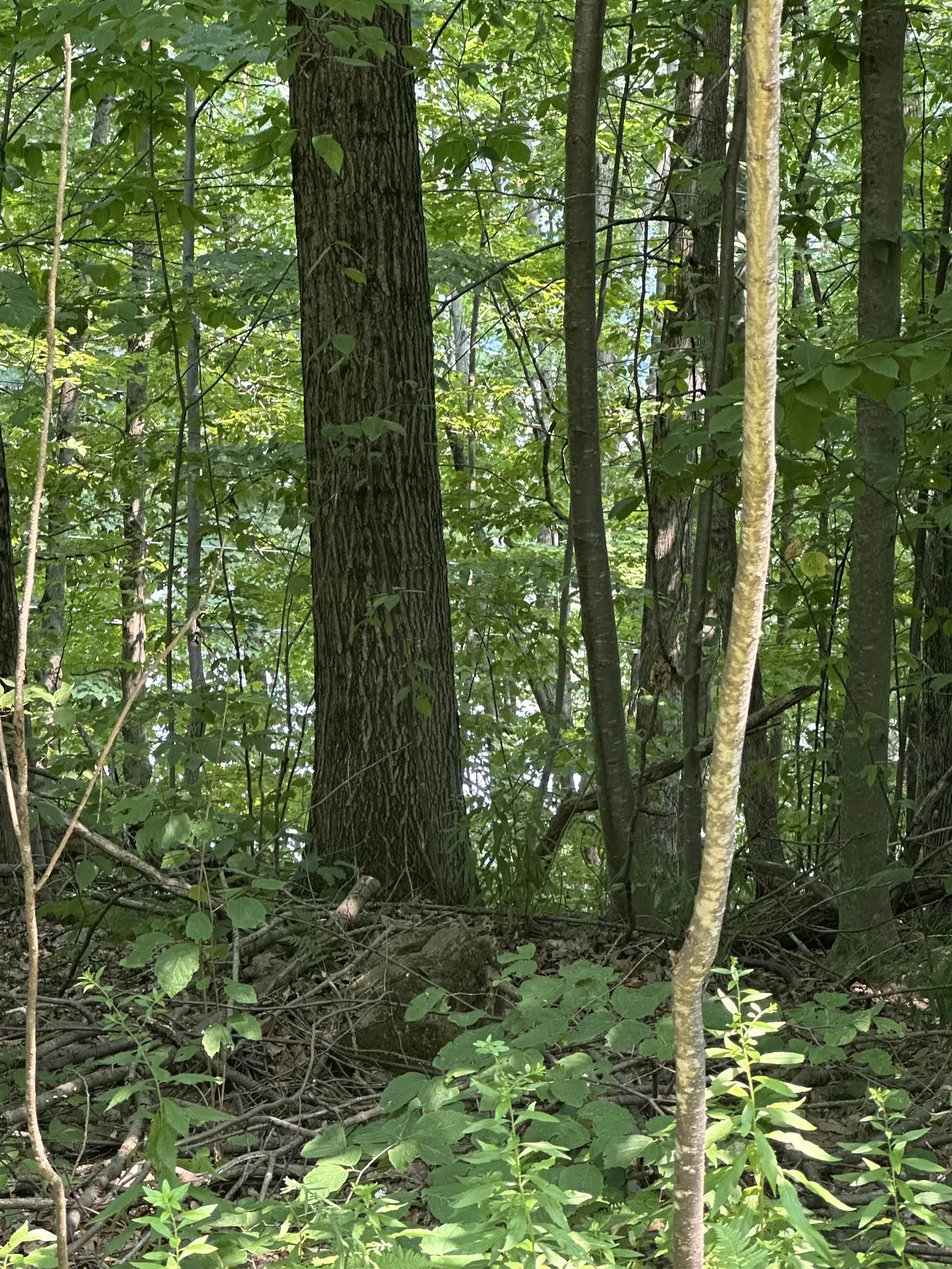 51 Crane View Drive Salisbury VT 05769