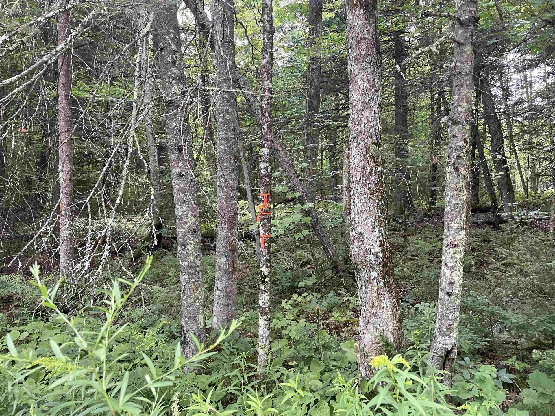 00 Ledge Hill Road Calais VT 05648