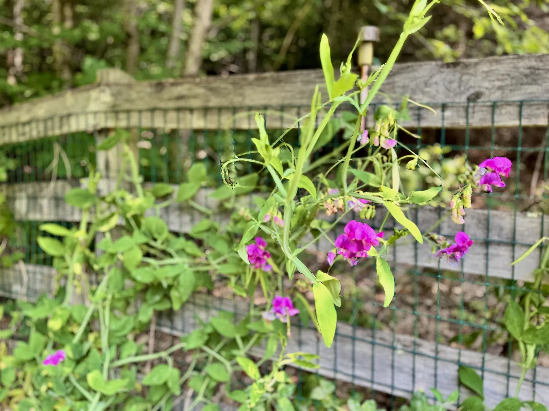 475 Sunrise Lane Arlington VT 05250