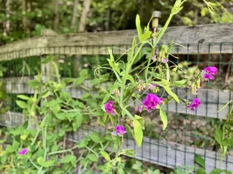 475 Sunrise Lane Arlington VT 05250