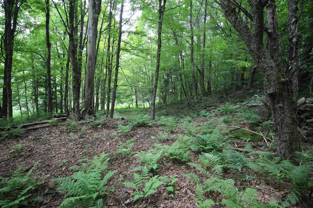 360 Liberty Hill Road Pittsfield VT 05762