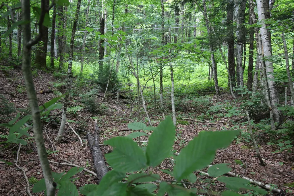 360 Liberty Hill Road Pittsfield VT 05762