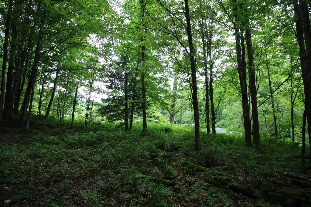 360 Liberty Hill Road Pittsfield VT 05762