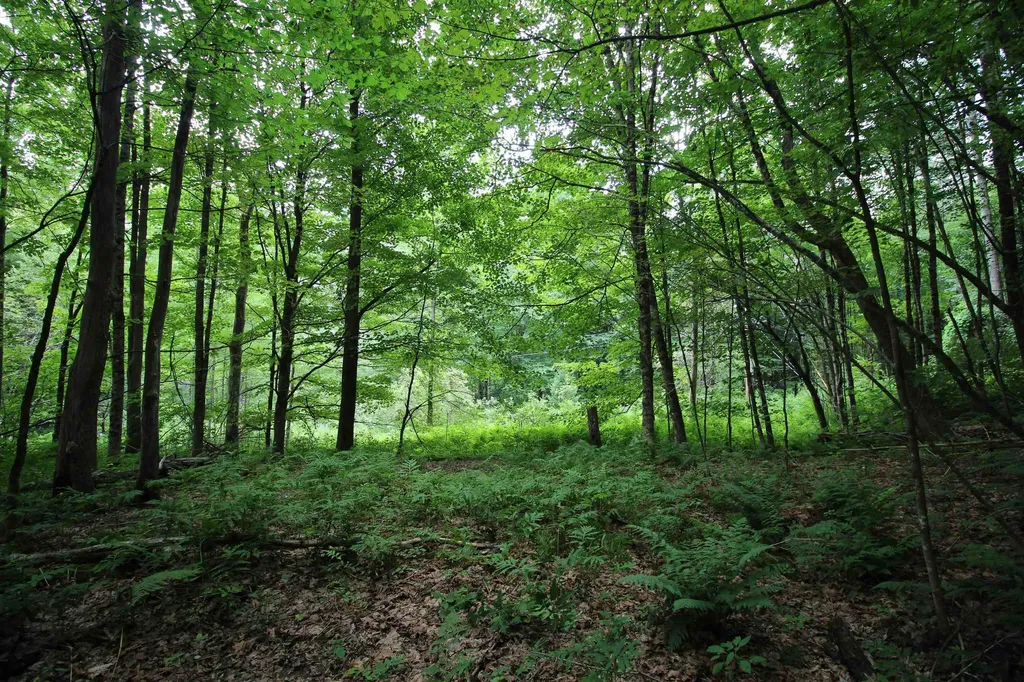 360 Liberty Hill Road Pittsfield VT 05762