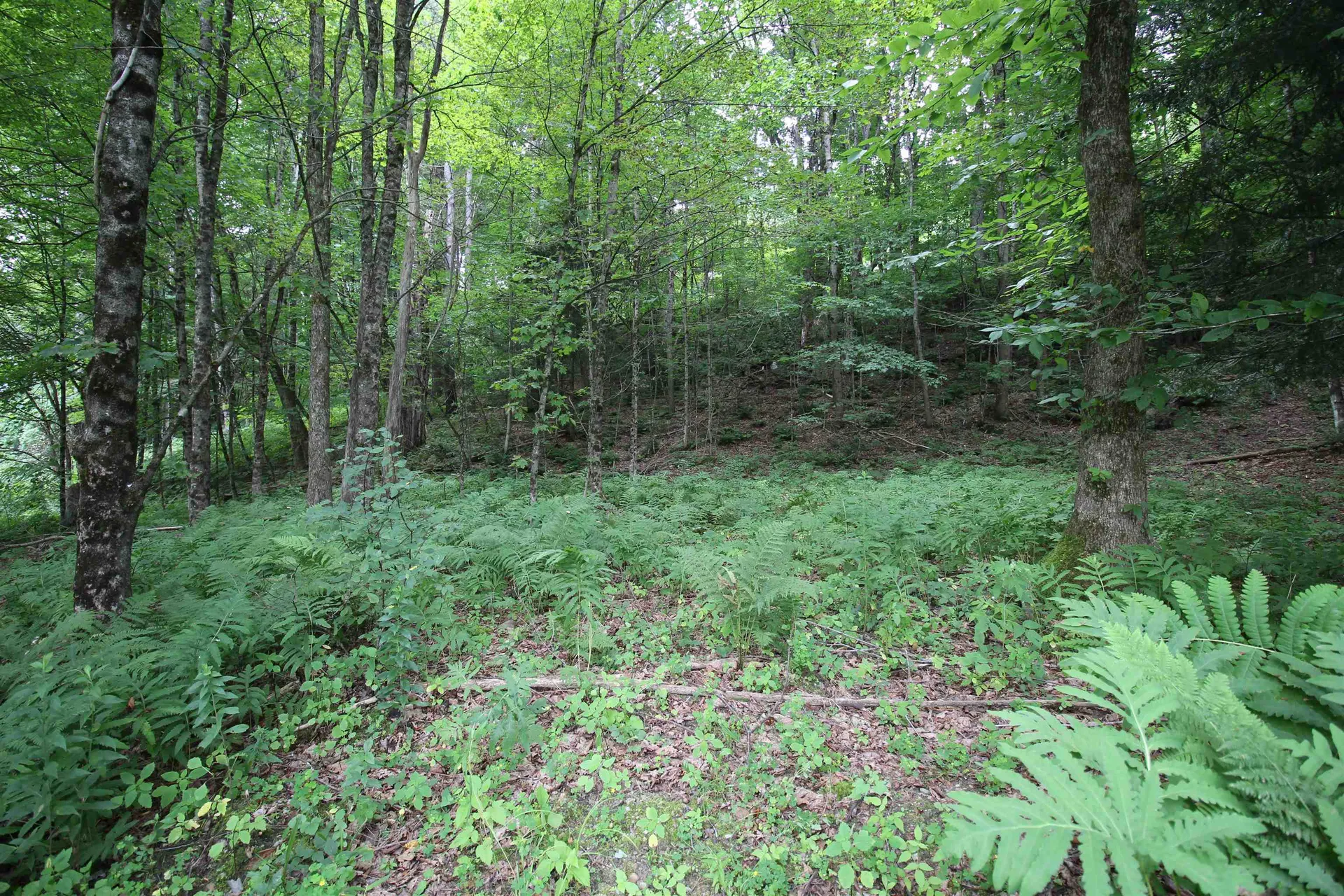 360 Liberty Hill Road Pittsfield VT 05762