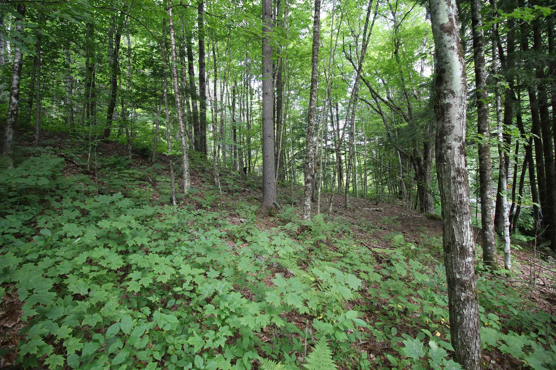 360 Liberty Hill Road Pittsfield VT 05762