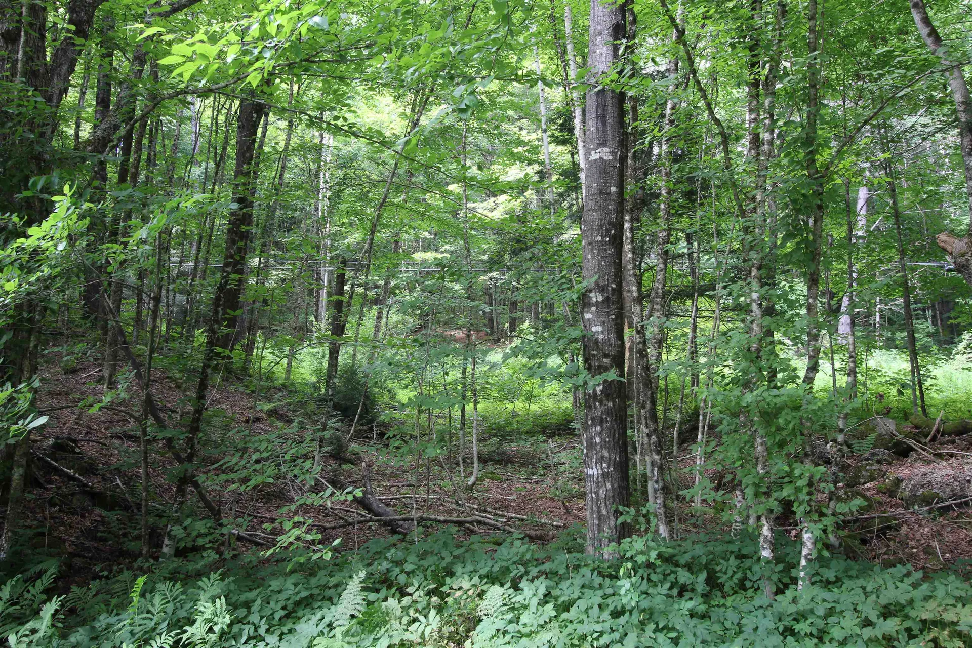 360 Liberty Hill Road Pittsfield VT 05762