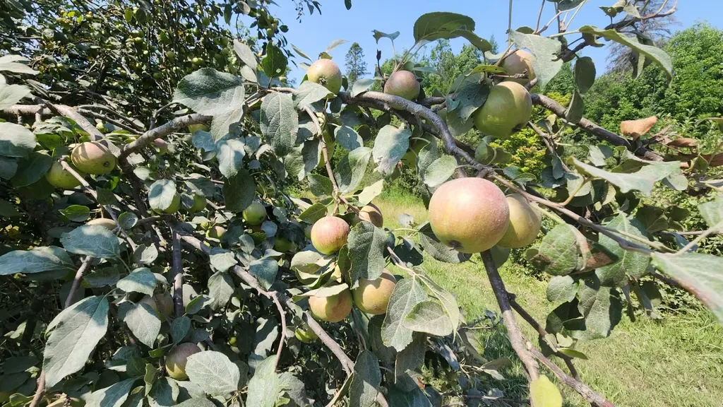 2068 Morgan Charleston Road Morgan VT 05853