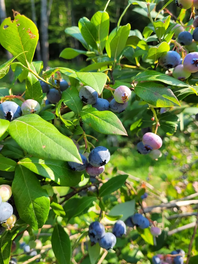 22 Prospect Ridge Road Holderness NH 03245