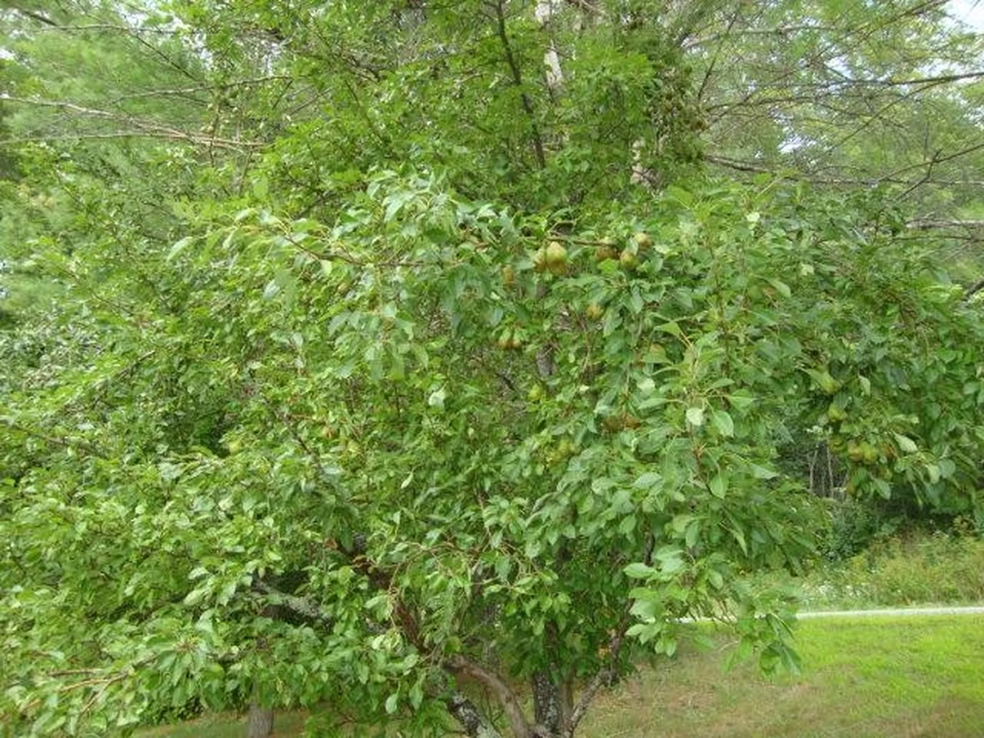 992 Route 120 Plainfield NH 03770