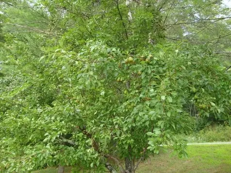 992 Route 120 Plainfield NH 03770