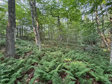 64 Bergblume Circle Stamford VT 05352