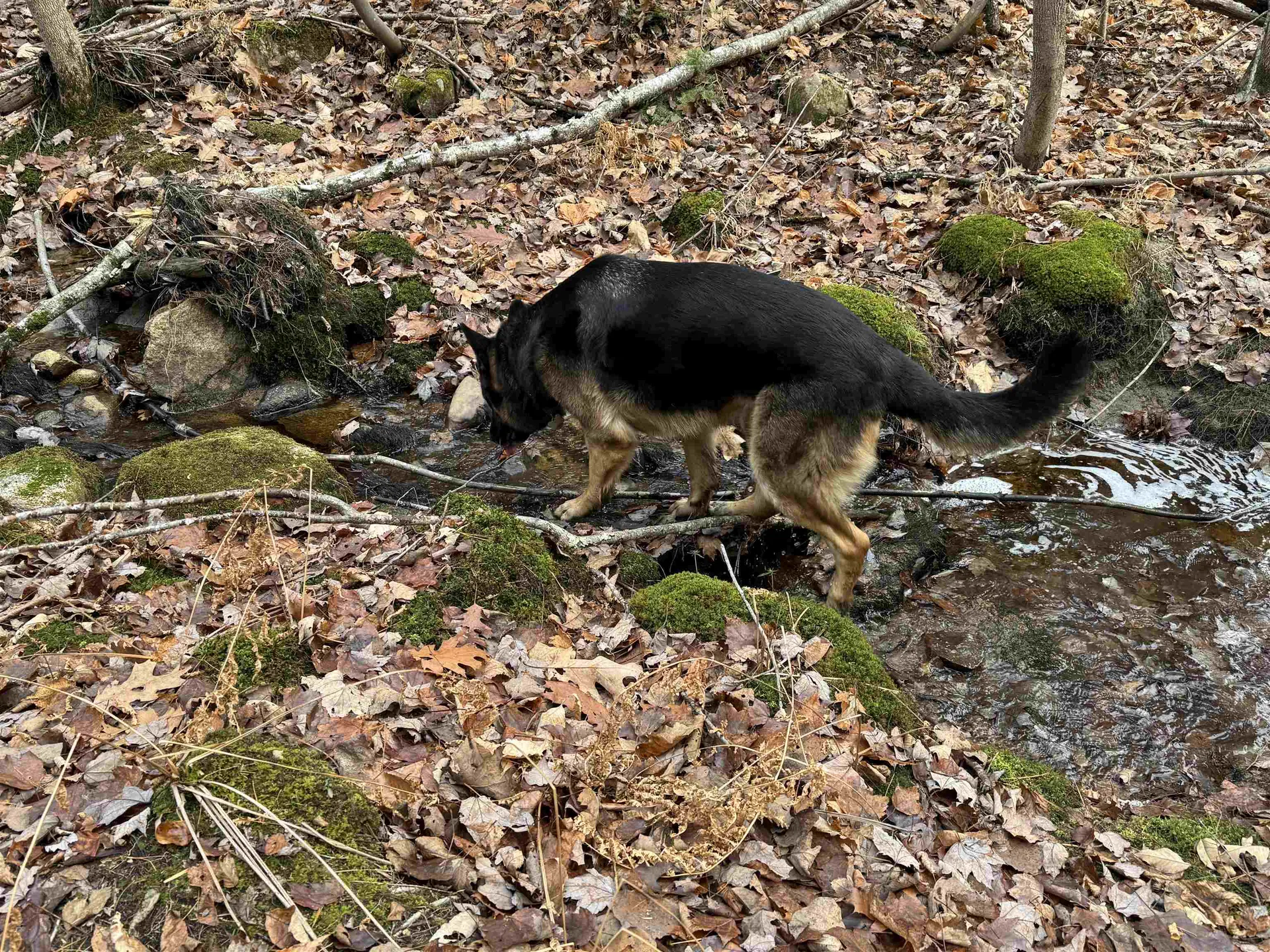 190 Circuit Road Ossipee NH 03864