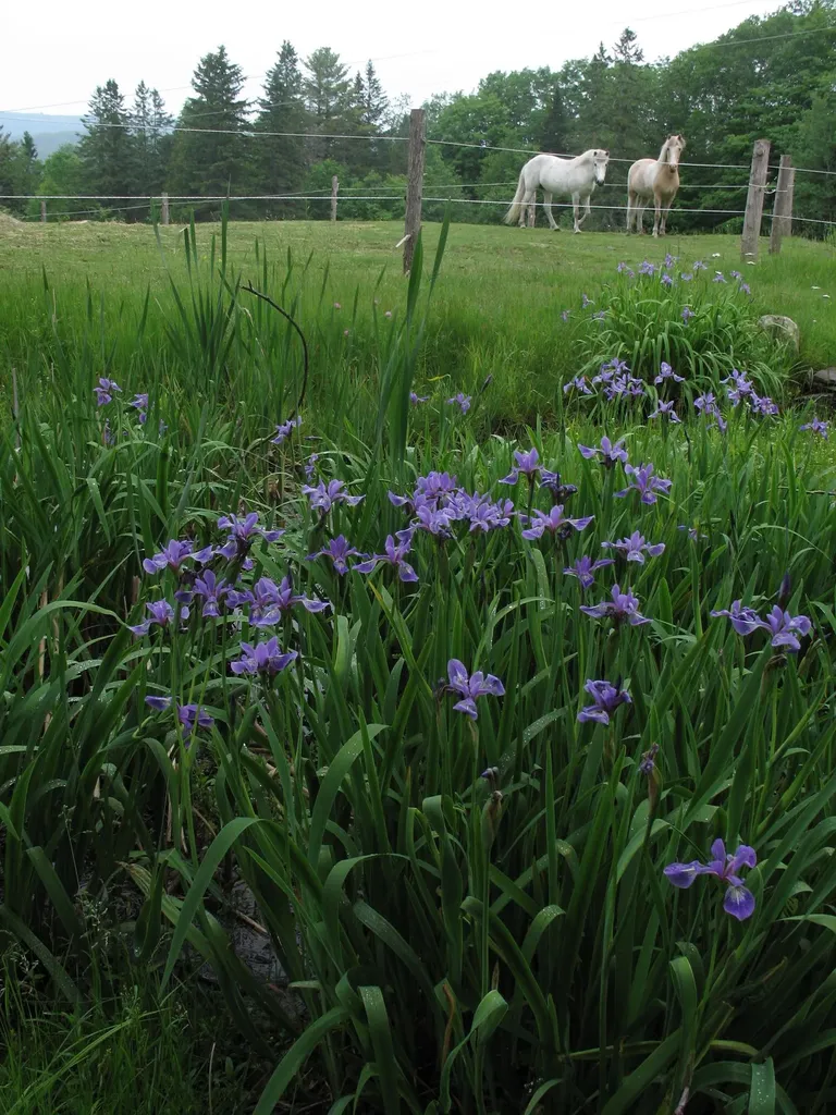 5244 Bayley Hazen Road Peacham VT 05862