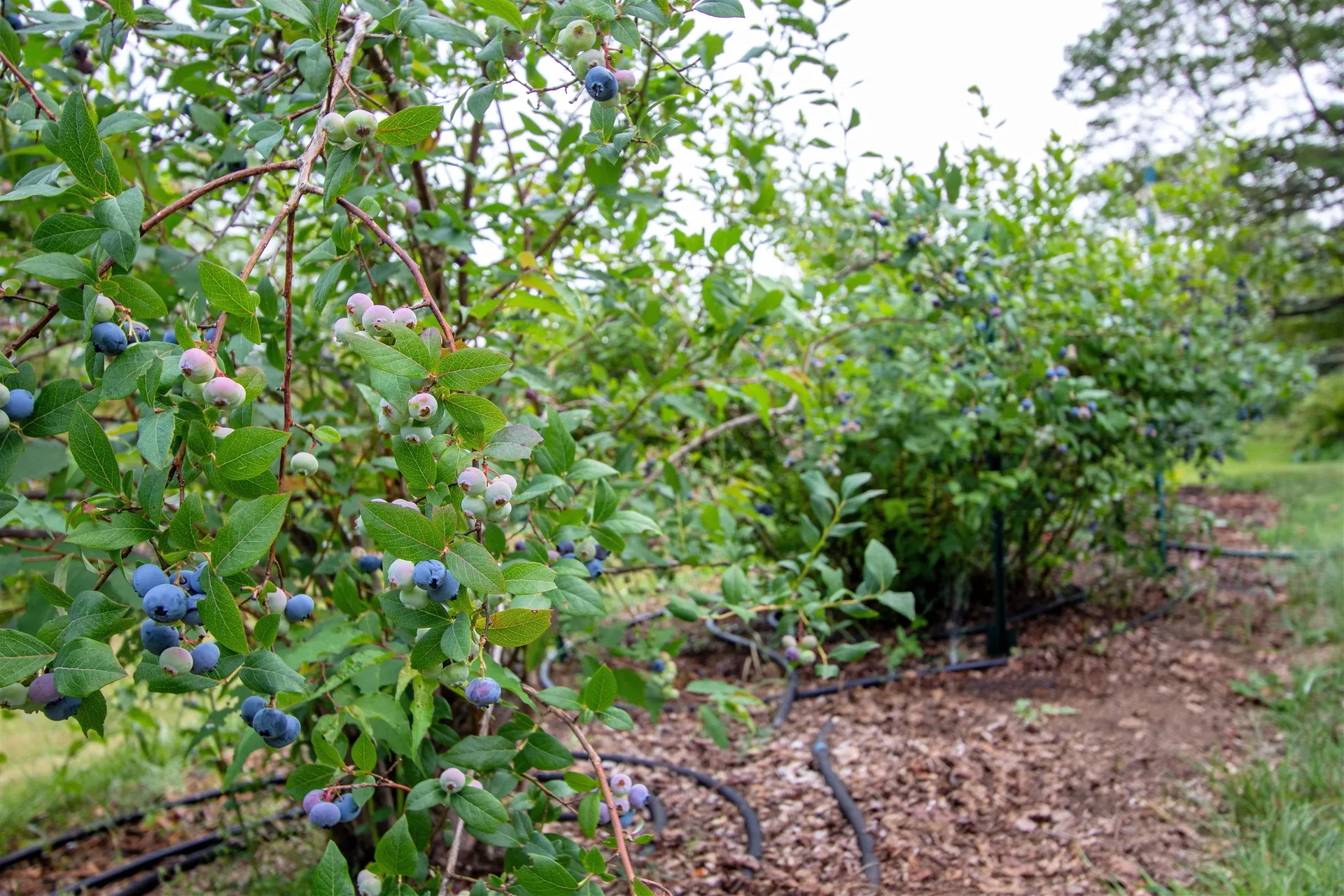 5244 Bayley Hazen Road Peacham VT 05862