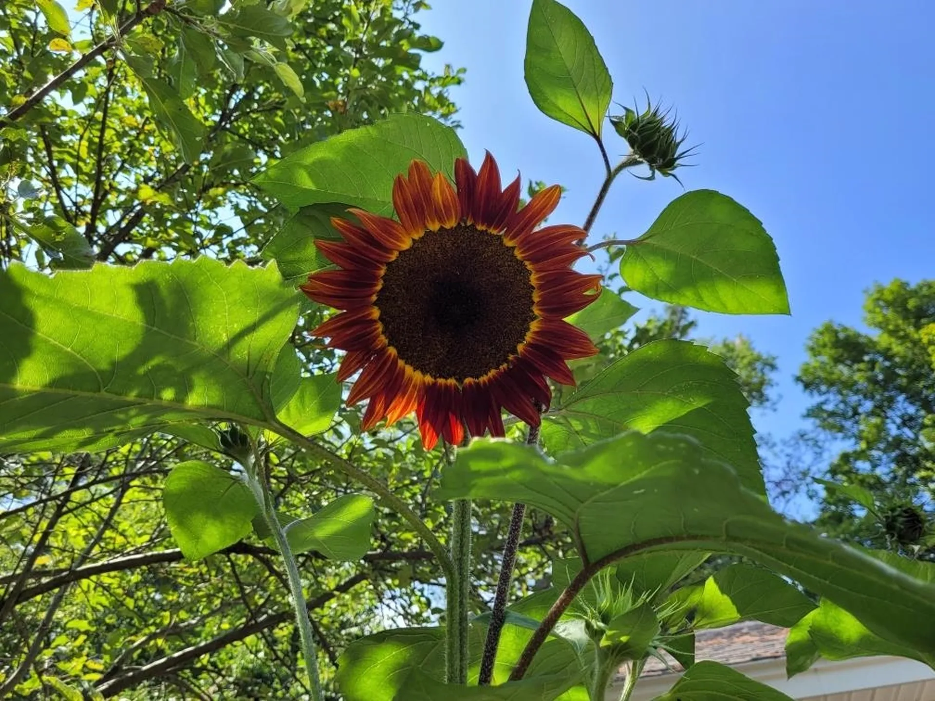 15 Canterbury Road Chichester NH 03258