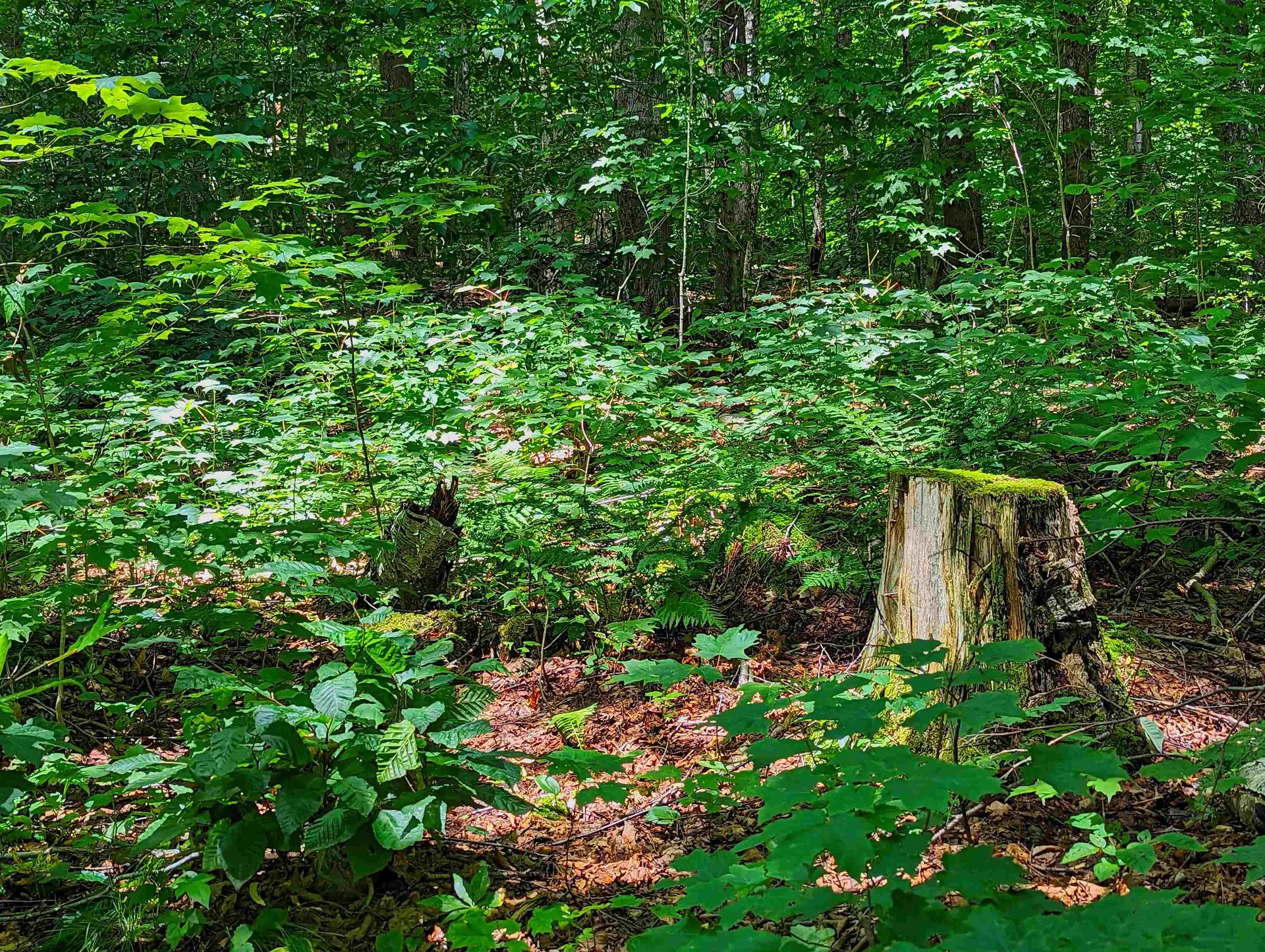 Alpendorf Avenue Readsboro VT 05350