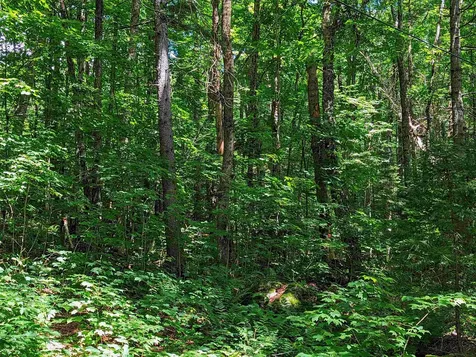 Alpendorf Avenue Readsboro VT 05350