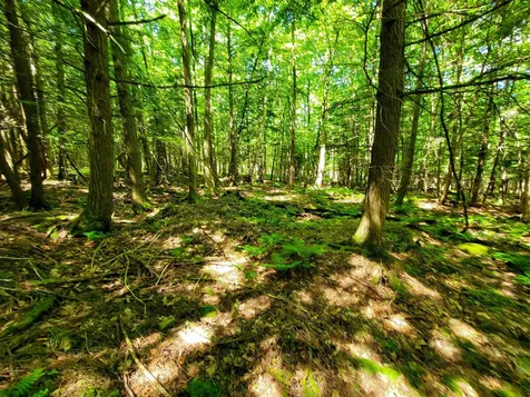 1300 Middle Road Plainfield VT 05667