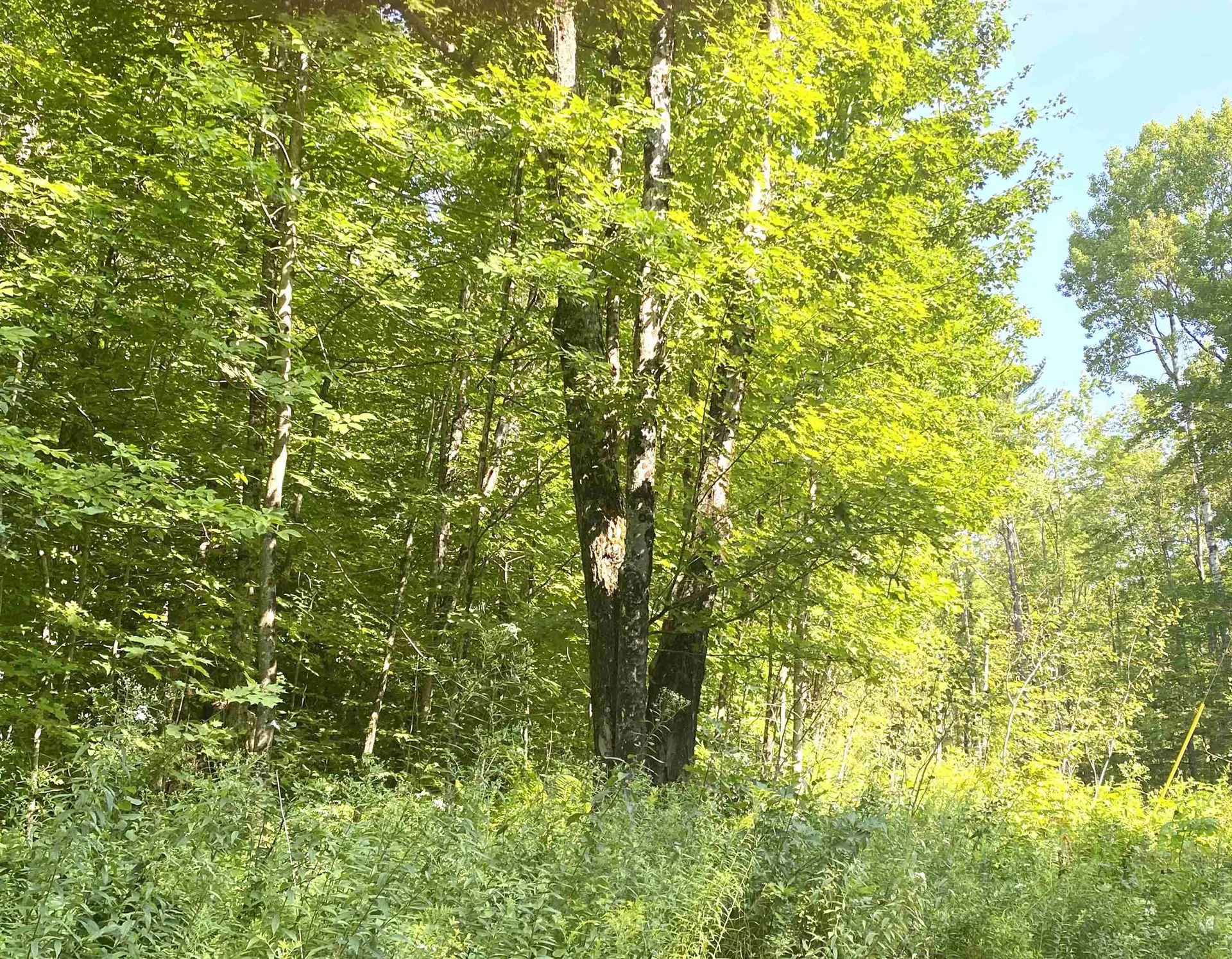 00 North Branch Road Ripton VT 05766