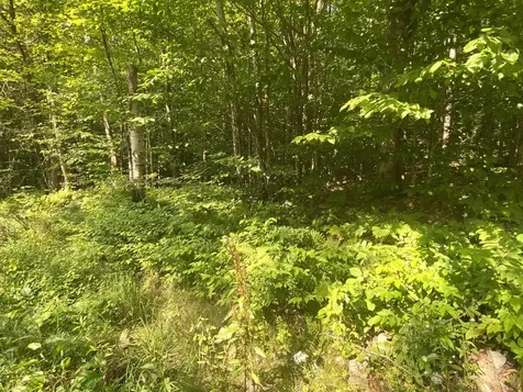 00 North Branch Road Ripton VT 05766