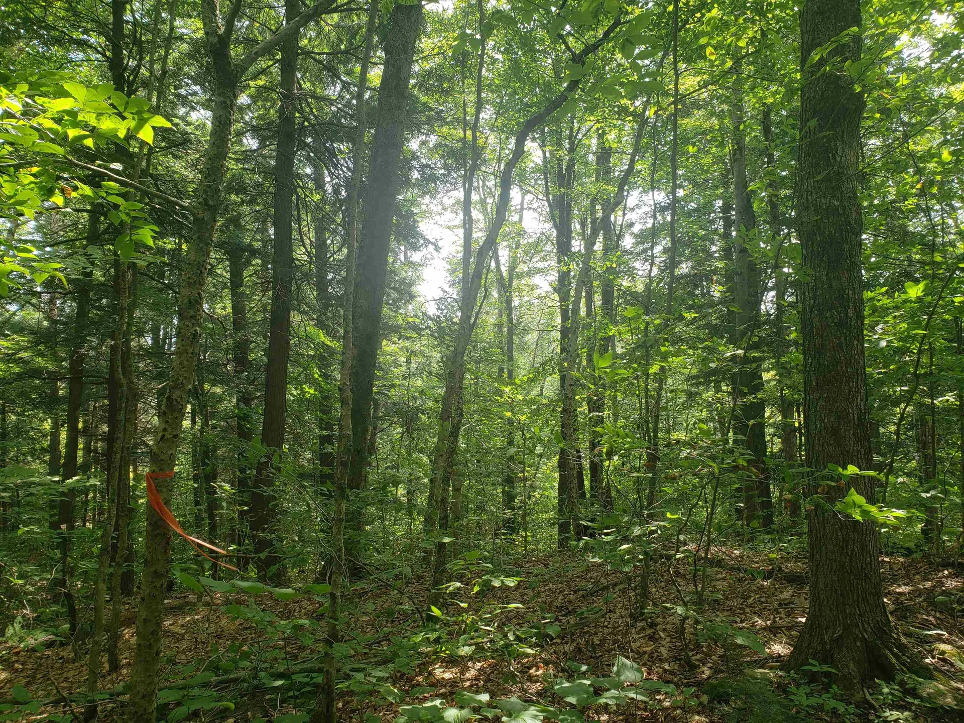 0 Stratton Hill Road Marlboro VT 05344