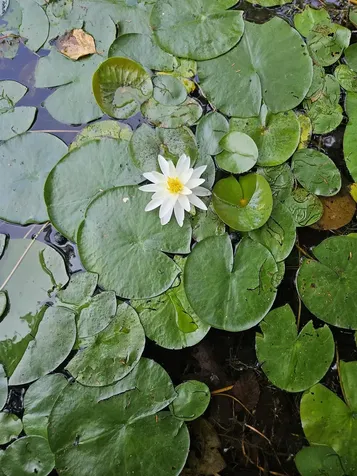 59 Partridge Trail Leicester VT 05733