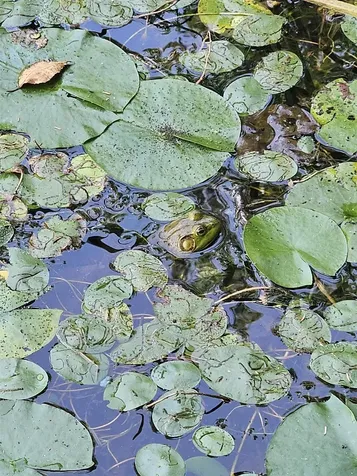 59 Partridge Trail Leicester VT 05733