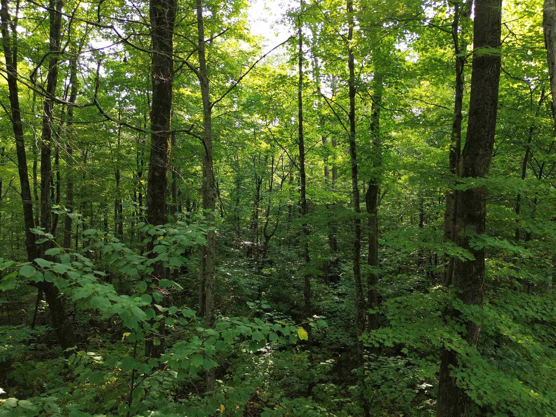 00 Old Orchard Way Warren VT 05674