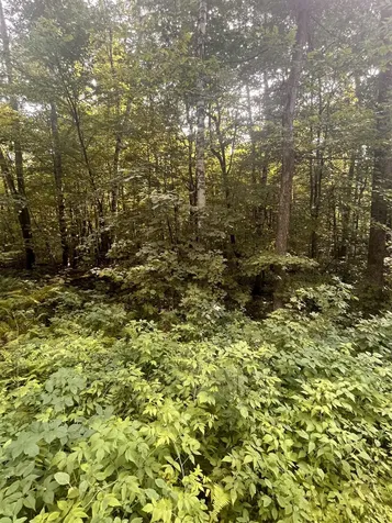 00 Old Orchard Way Warren VT 05674