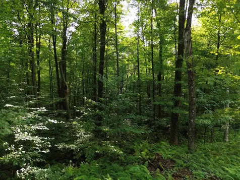 00 Old Orchard Way Warren VT 05674