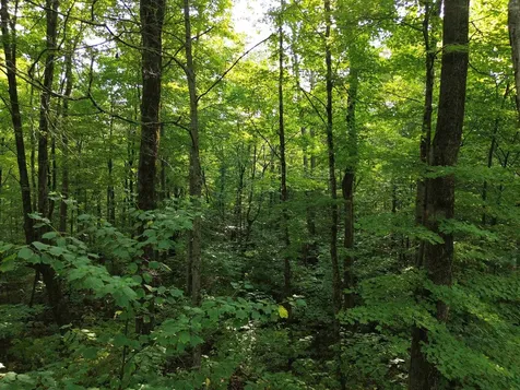 00 Old Orchard Way Warren VT 05674