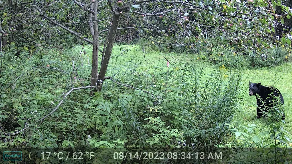 1144 Center Road Hardwick VT 05843