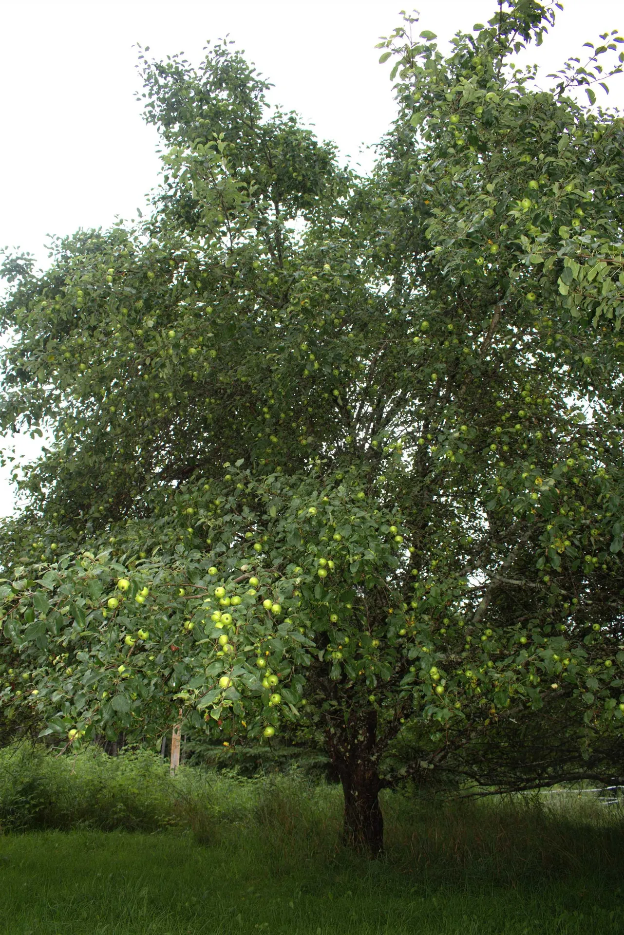 84 Apple Tree Lane Burke VT 05832