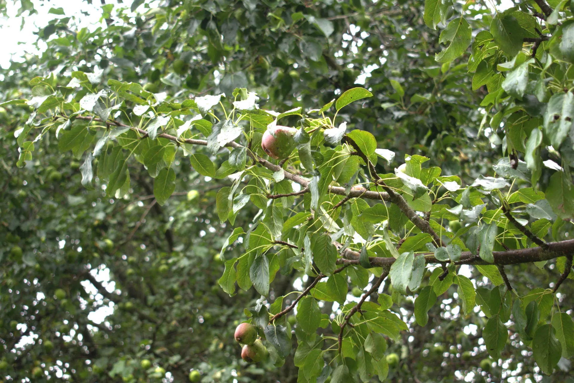 84 Apple Tree Lane Burke VT 05832