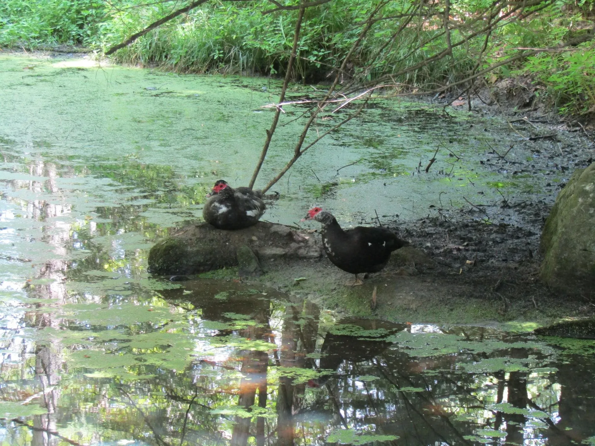 1285 Witchcat Road Bakersfield VT 05441