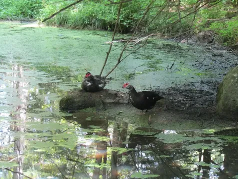 1285 Witchcat Road Bakersfield VT 05441