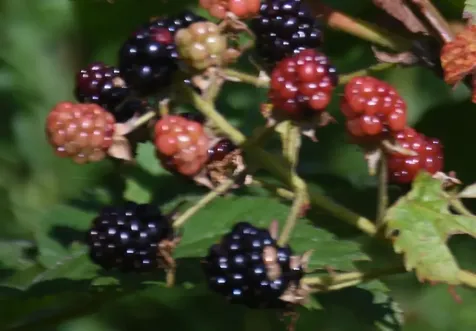 1078 Brook Road Marshfield VT 05658