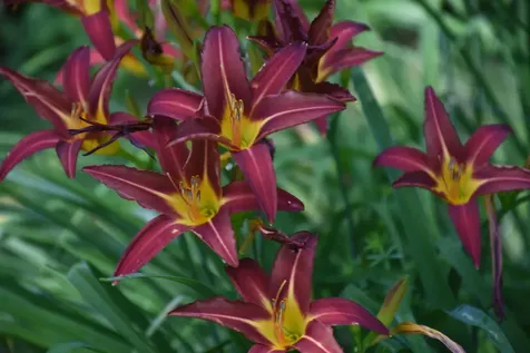 1078 Brook Road Marshfield VT 05658