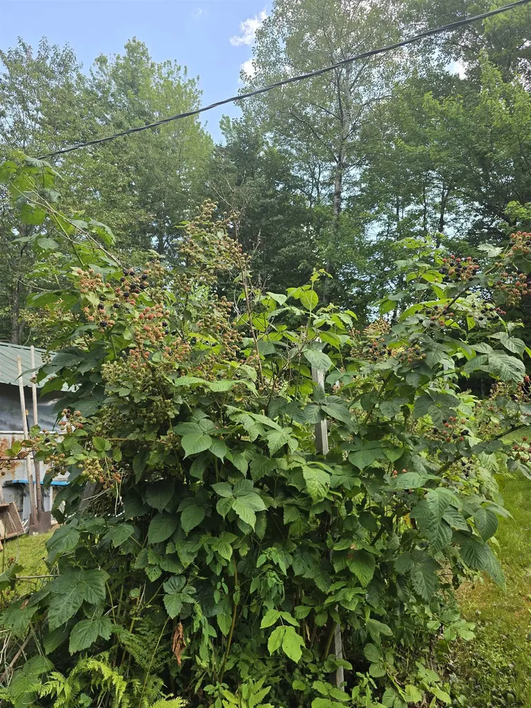 786 Washington Road Goshen NH 03752