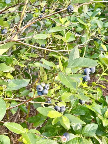 3 Old County Road South Francestown NH 03043