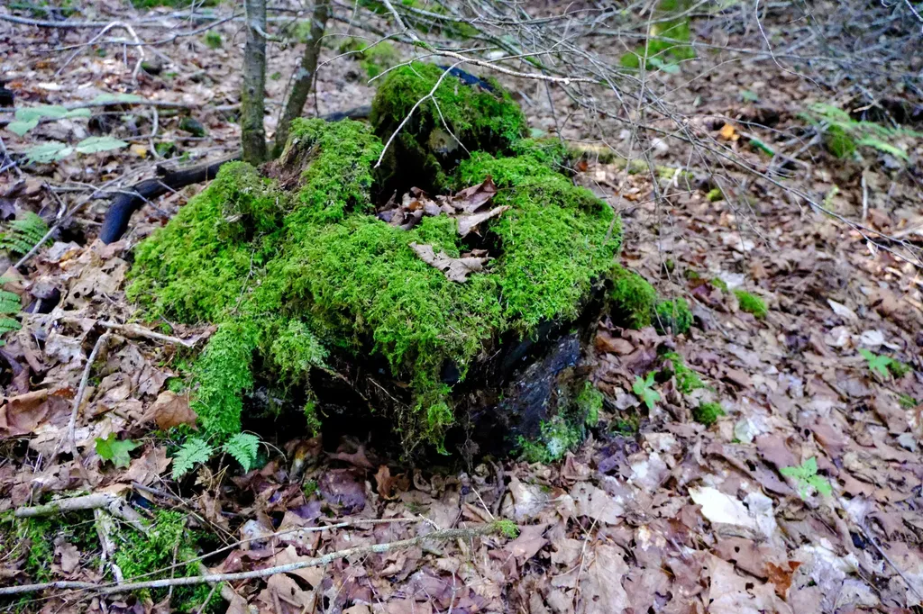 0 Calendar Brook Road Burke VT 05871
