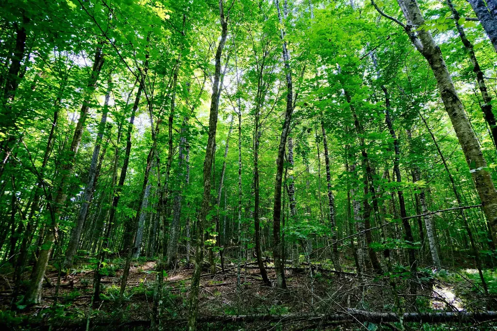 0 Calendar Brook Road Burke VT 05871